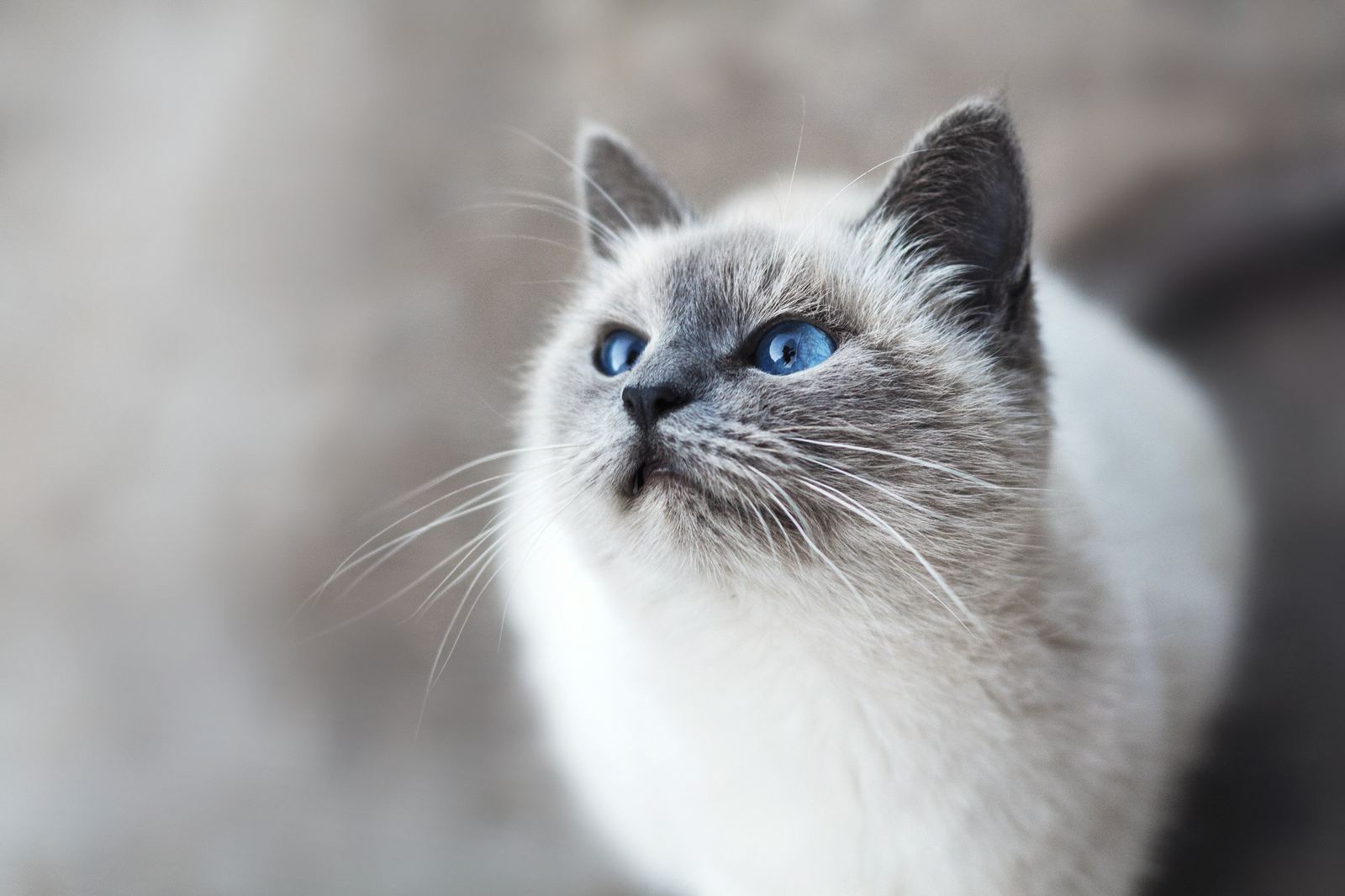Fluffy blue-eyed cat looking up