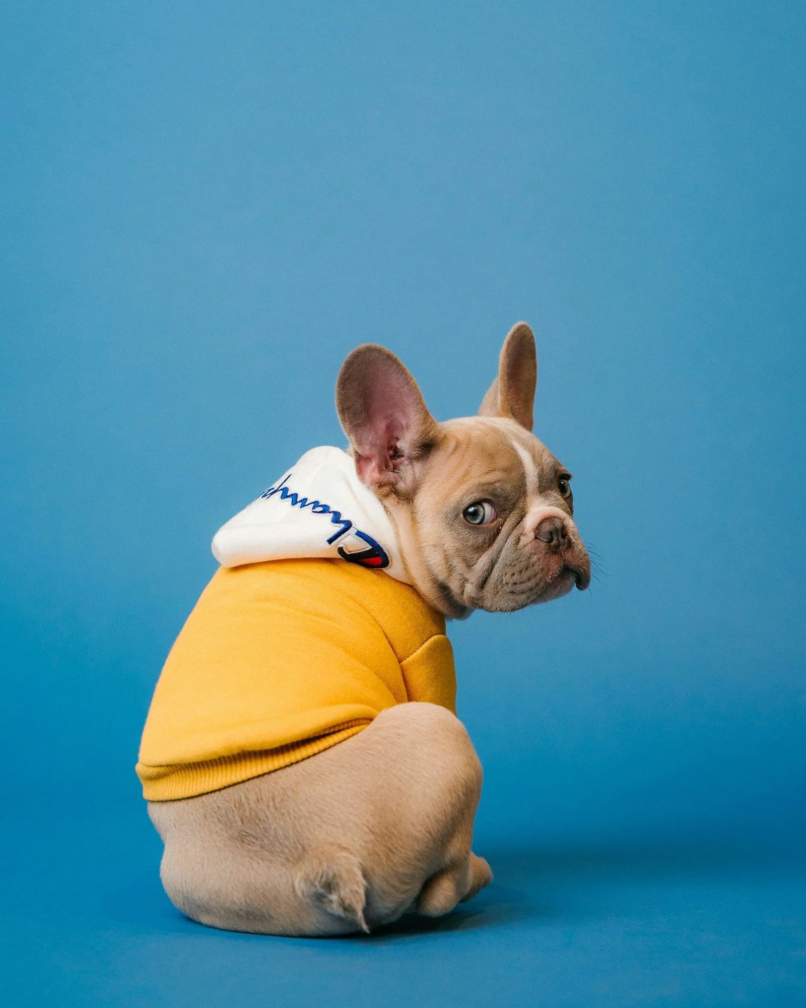 French bulldog in a yellow hoodie