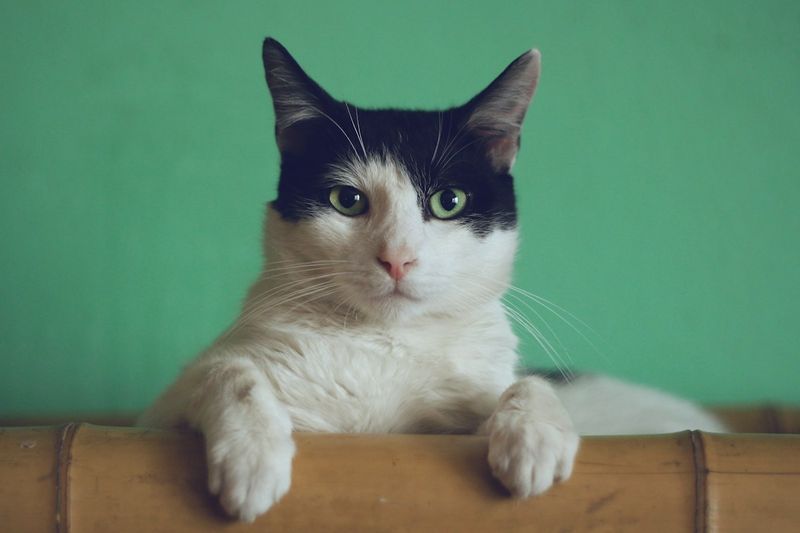 Black and white cat resting its paws on a wooden ledge